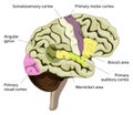The human brain. Cortical representation of speech and language